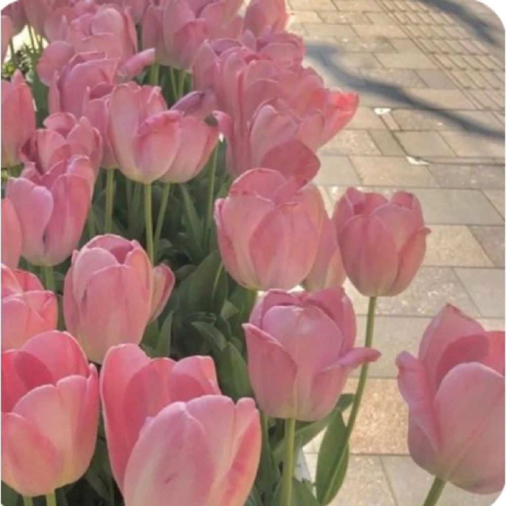 Meet your Posher, Victoria’s art